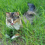 Candy is registered to the contest to win money with this photo: cat, grass, outdoor, animal, nature, tongue_out, playful, fur, green, pet, mammal, whiskers, relaxed, summer, leaf, wild, cute, closeup, lying_down, eye_contact