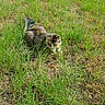 Candy is registered to the contest to win money with this photo: alert, animal, brown, cat, closeup, daylight, environment, feline, field, fur, grass, greenery, mammal, nature, outdoor, pet, resting, tabby, wild, wildlife