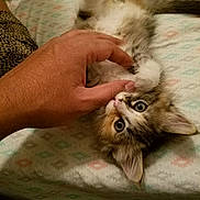 Candy is registered to the contest to win money with this photo: animal, bedspread, cat, claws, curious, cute, feline, furry, hand, indoor, kitten, lying_down, napping, paw, pet, playing, small, striped, tabby, whiskers