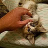animal, bedspread, cat, claws, curious, cute, feline, furry, hand, indoor, kitten, lying_down, napping, paw, pet, playing, small, striped, tabby, whiskers