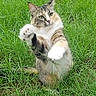 Candy is registered to the contest to win money with this photo: cat, grass, outdoor, animal, pet, fur, paw, nature, green, playful, curious, whiskers, ears, mammal, field, closeup, cute, young, alert, feline