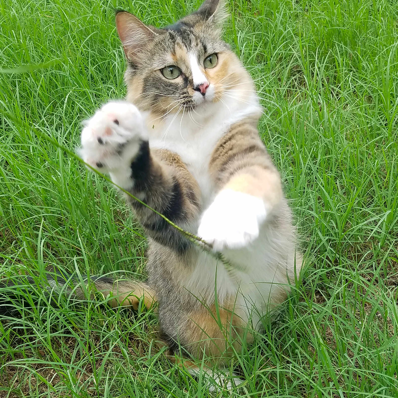 Candy is registered to the contest to win money with this photo: cat, grass, outdoor, animal, pet, fur, paw, nature, green, playful, curious, whiskers, ears, mammal, field, closeup, cute, young, alert, feline