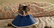 Candy is registered to the contest to win money with this photo: animal, bed, bedding, cat, comfort, cone, cozy, cute, domestic, feline, fluffy, fur, indoor, looking, pattern, paw, pet, relaxed, resting, tail