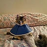 cat, cone, bed, bedding, pattern, feline, pet, indoor, animal, fluffy, resting, fur, paw, tail, cute, domestic, cozy, comfort, looking, relaxed