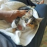 kitten, cat, pet, animal, furry, cute, blanket, lap, hand, cozy, indoor, resting, comfort, fur, young, domestic, soft, relaxing, person, casual