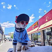 Bella is registered to the contest to win money with this photo: cat, animal, pet, outdoor, blue_sky, clouds, building, street, sunglasses, hat, clothing, fashion, posing, daytime, sidewalk, urban, cute, stylish, sunny, casual