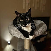 Pearl Alice is registered to the contest to win money with this photo: cat, tuxedo_cat, pet, animal, indoor, feline, resting, cat_tree, plush, black_and_white, whiskers, cute, eyes, cozy, fur, portrait, domestic_cat, relaxed, looking_at_camera, home
