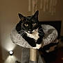 cat, tuxedo_cat, pet, animal, indoor, feline, resting, cat_tree, plush, black_and_white, whiskers, cute, eyes, cozy, fur, portrait, domestic_cat, relaxed, looking_at_camera, home