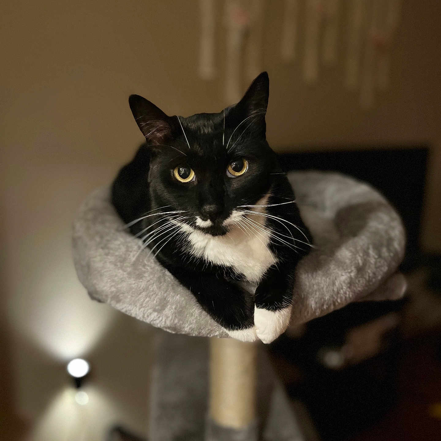 Pearl Alice is registered to the contest to win money with this photo: animal, black_and_white, cat, cat_tree, cozy, cute, domestic_cat, eyes, feline, fur, home, indoor, looking_at_camera, pet, plush, portrait, relaxed, resting, tuxedo_cat, whiskers