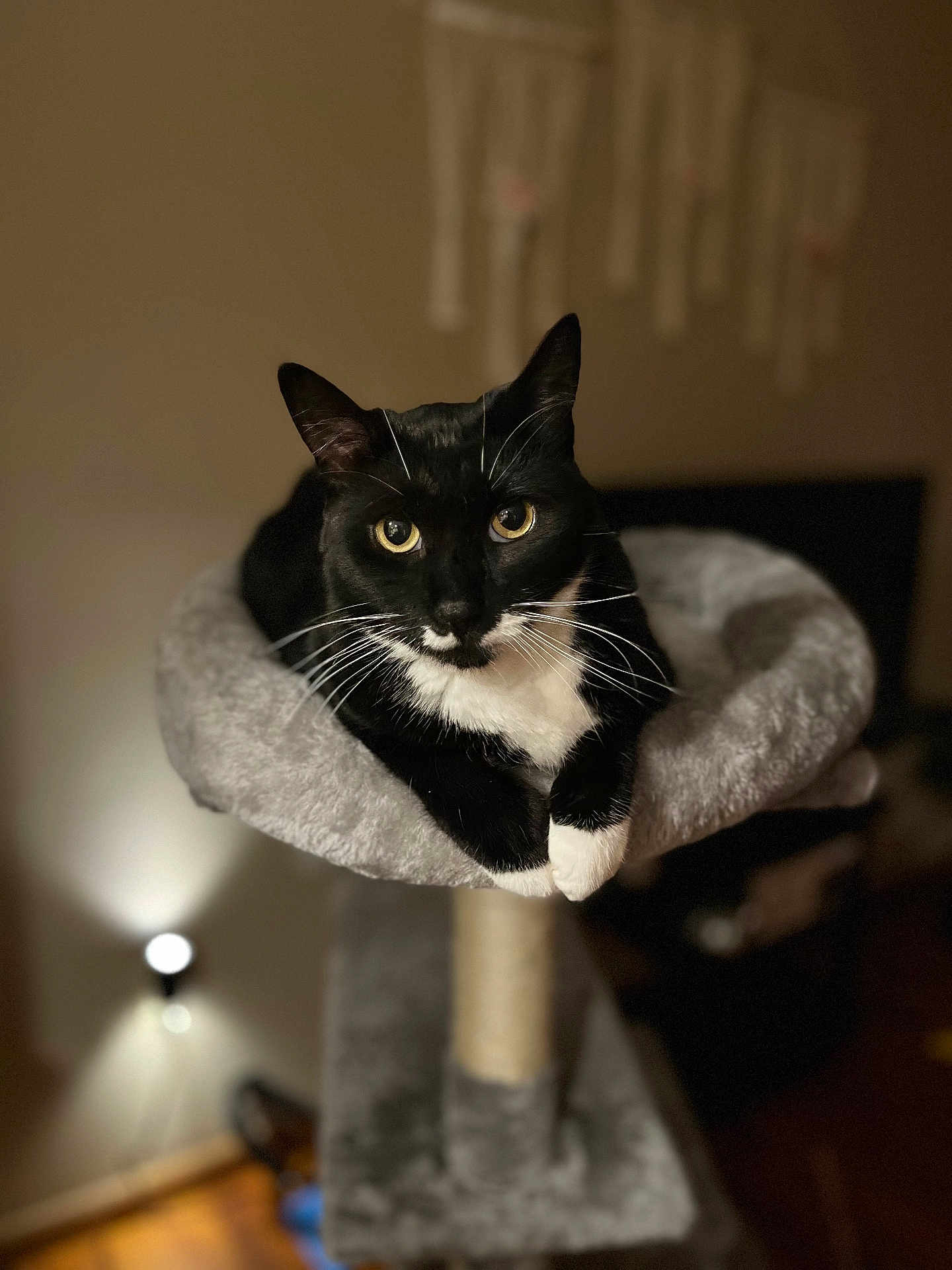 Pearl Alice