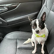 Snoopy is registered to the contest to win money with this photo: dog, chihuahua, bow_tie, car_seat, black_leather, pet, small_dog, animal, cute, sitting, indoor, vehicle_interior, black_and_white, fur, ears, eyes, nose, paw, seat, leather_texture