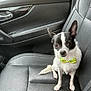 dog, chihuahua, bow_tie, car_seat, black_leather, pet, small_dog, animal, cute, sitting, indoor, vehicle_interior, black_and_white, fur, ears, eyes, nose, paw, seat, leather_texture