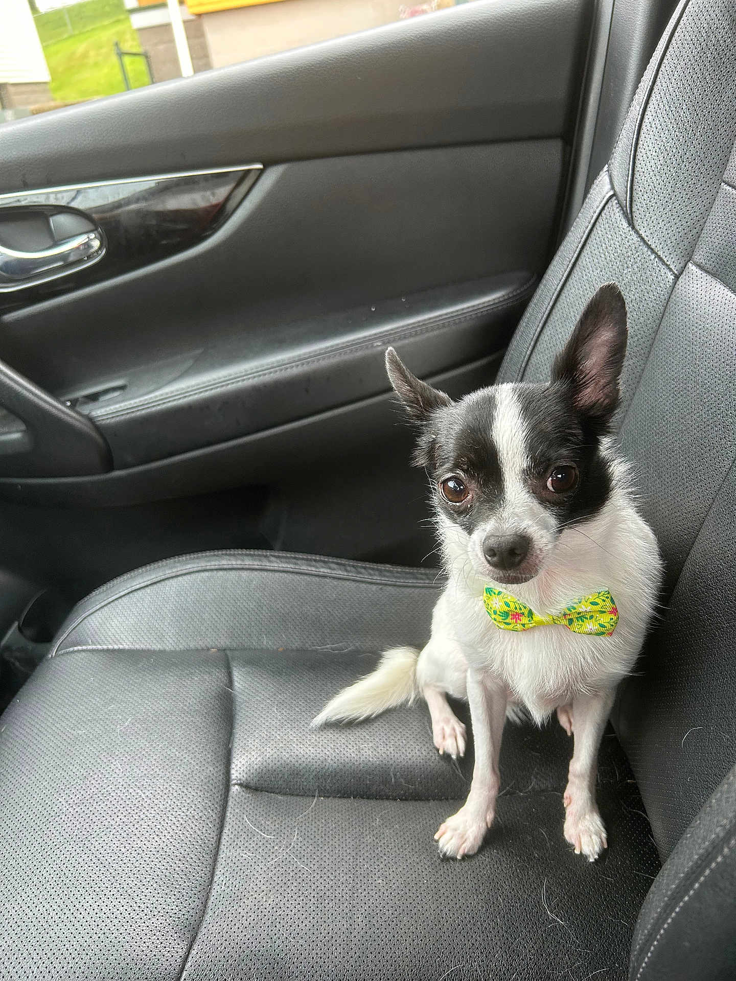 Snoopy is registered to the contest to win money with this photo: dog, chihuahua, bow_tie, car_seat, black_leather, pet, small_dog, animal, cute, sitting, indoor, vehicle_interior, black_and_white, fur, ears, eyes, nose, paw, seat, leather_texture