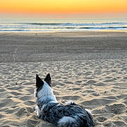 Maia participe au concours pour gagner de l'argent avec cette photo : dog, beach, sand, sunset, ocean, waves, animal, canine, outdoor, nature, relaxation, scenic, sky, water, quiet, evening, coast, fur, pet, landscape