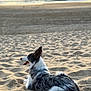 Maia participe au concours pour gagner de l'argent avec cette photo : dog, beach, sand, sea, ocean, sunset, animal, pet, canine, outdoor, relaxing, waves, fur, nature, coast, scenic, calm, side_view, daylight, quiet