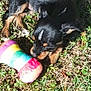 puppy, dog, grass, toy, plush, rainbow, outdoor, sunlight, animal, pet, small_dog, black_dog, brown_dog, nature, clover, leaf, playing, cute, lying_down, young