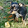 puppy, dog, grass, leaves, outdoor, young_dog, black_dog, tan_markings, curious, small_dog, nature, fall, autumn, pet, animal, young_animal, canine, fur, ears, sitting