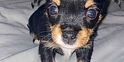 Asia a rejoint le concours — aidez-le/la à gagner de superbes lots ! puppy, dog, pet, cute, small, black_and_tan, fur, animal, bed, blanket, indoor, young, closeup, face, eyes, whiskers, paws, looking, adorable, portrait