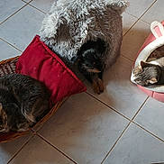 Asia participe au concours pour gagner de l'argent avec cette photo : animal, bunny_ears, cat, cozy, dog, domestic_animal, fur, gray_bed, human_foot, indoor, paw, pet_beds, pink_bed, red_cushion, relaxing, resting, sleeping, striped_clothing, tile_floor, wicker_basket