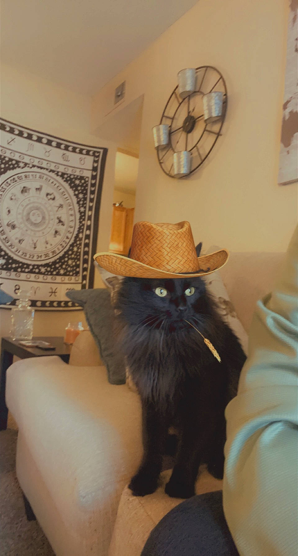 Phil is registered to the contest to win money with this photo: black_cat, carnivore, cat, costume_hat, dishware, domestic_short_haired_cat, fashion_accessory, felidae, floor, flooring, fur, hat, interior_design, picture_frame, room, small_to_medium_sized_cats, sun_hat, tail, whiskers, witch_hat