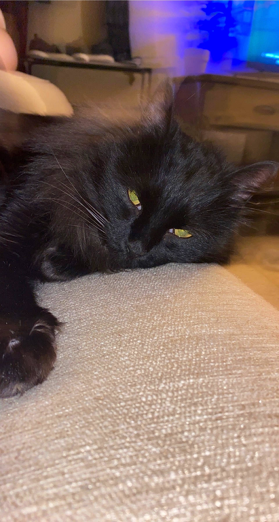 Phil is registered to the contest to win money with this photo: black_cat, bombay, carnivore, cat, claw, comfort, domestic_short_haired_cat, felidae, floor, flooring, fur, grey, hardwood, nap, paw, small_to_medium_sized_cats, snout, tail, terrestrial_animal, whiskers