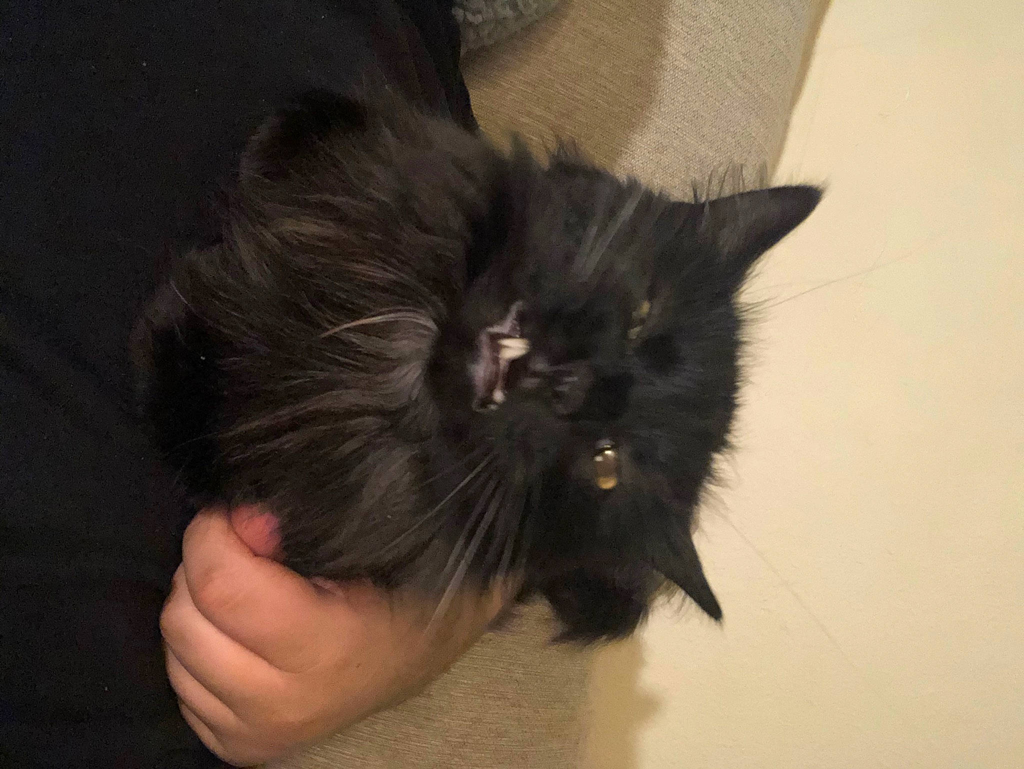 Phil joined the competition — help win amazing prizes! black_cat, carnivore, cat, claw, ear, eye, fashion_accessory, felidae, foot, fur, gesture, hair, hand, head, nail, small_to_medium_sized_cats, snout, tail, thumb, whiskers