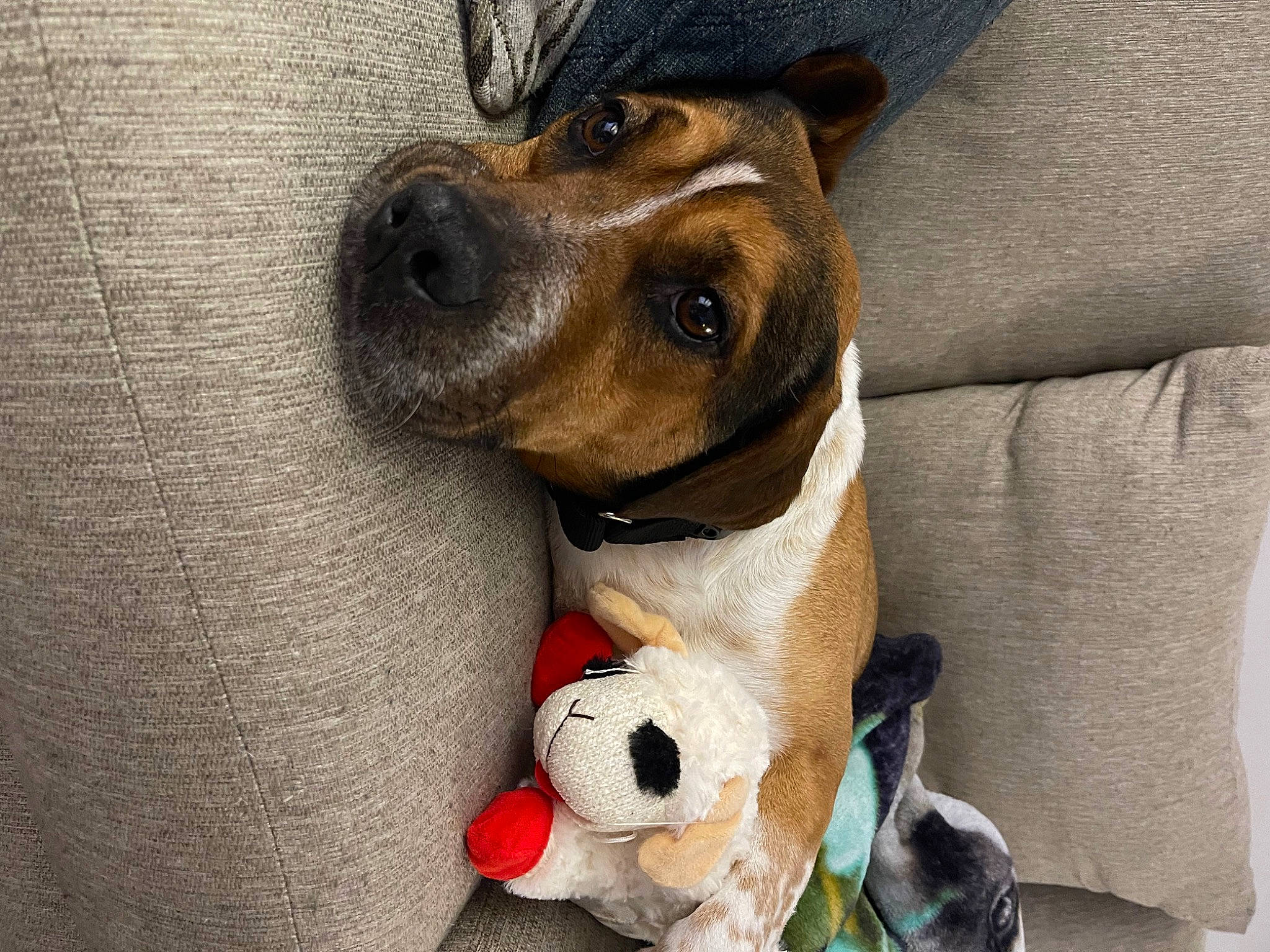 Rover is registered to the contest to win money with this photo: canidae, carnivore, collar, comfort, companion_dog, dog, dog_breed, dog_clothes, dog_collar, dog_supply, fawn, fur, liver, mammal, pet_supply, snout, sporting_group, toy, whiskers, working_animal