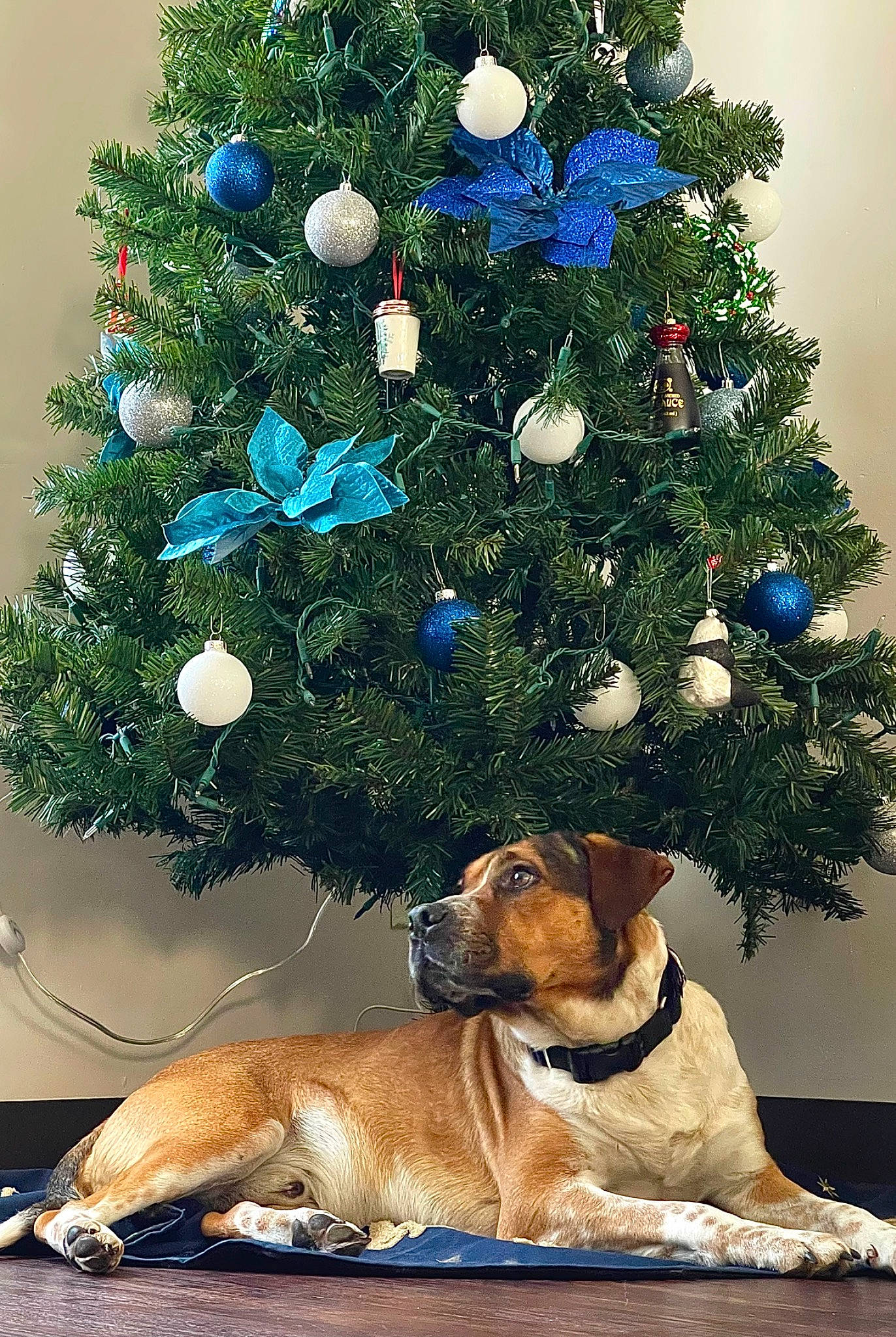 Rover joined the competition — help win amazing prizes! art, carnivore, christmas, christmas_decoration, christmas_eve, christmas_ornament, christmas_tree, collar, companion_dog, dog, dog_breed, event, evergreen, fawn, holiday, holiday_ornament, ornament, plant, tree, woody_plant