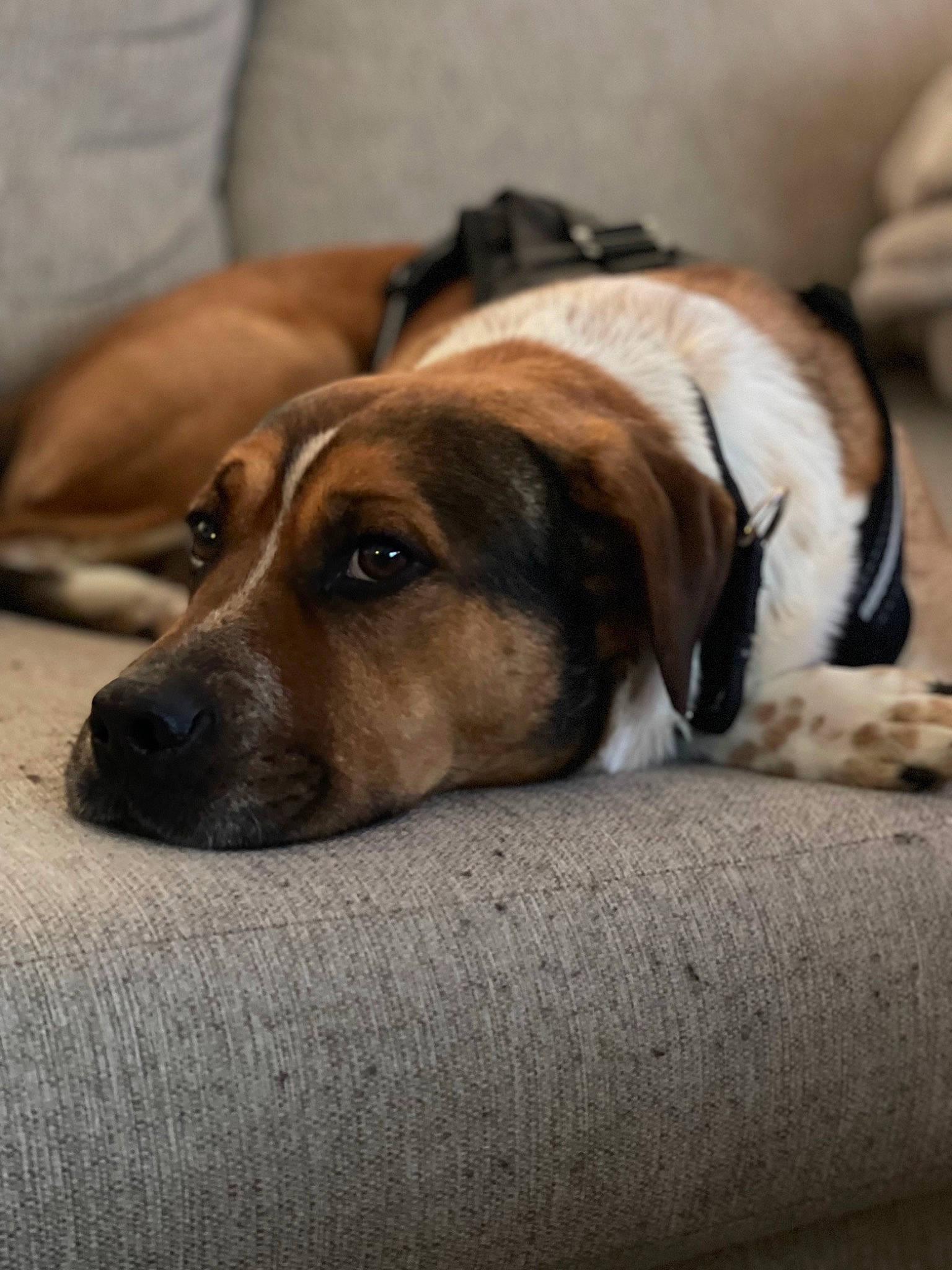 Rover is registered to the contest to win money with this photo: bored, carnivore, collar, comfort, companion_dog, dog, dog_breed, fawn, fur, paw, snout, whiskers