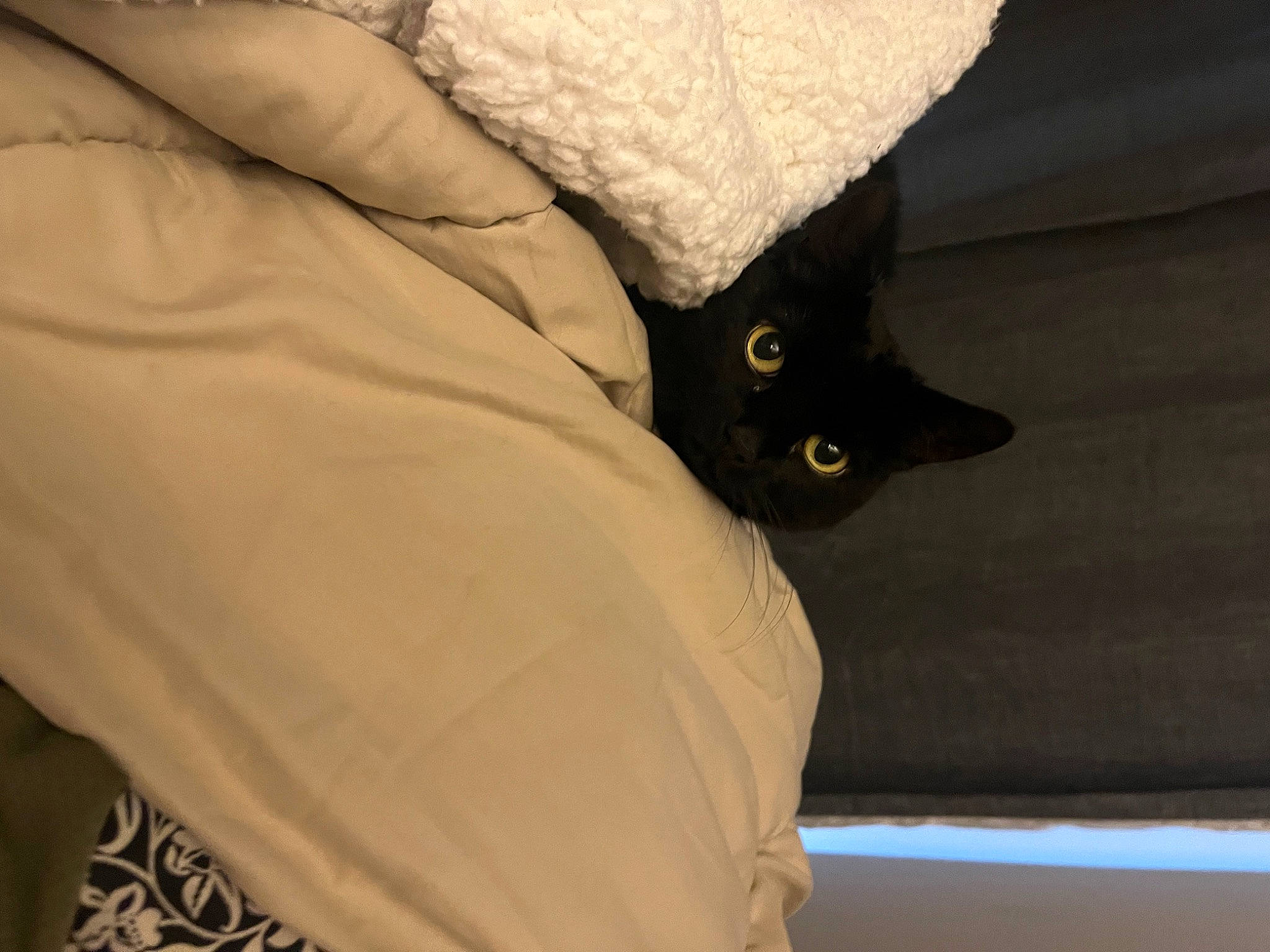 Georgia joined the competition — help win amazing prizes! bag, black_cat, carnivore, cat, comfort, domestic_short_haired_cat, felidae, fur, grey, human_leg, linens, sleeve, small_to_medium_sized_cats, snout, tail, whiskers, wood
