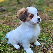 Phineas Theodore joined the competition — help win amazing prizes! puppy, dog, animal, outdoor, moss, forest_floor, young, cute, fluffy, small, nature, pet, sitting, fur, white, brown, eyes, nose, soft_light, background_blur