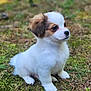 puppy, dog, animal, outdoor, moss, forest_floor, young, cute, fluffy, small, nature, pet, sitting, fur, white, brown, eyes, nose, soft_light, background_blur