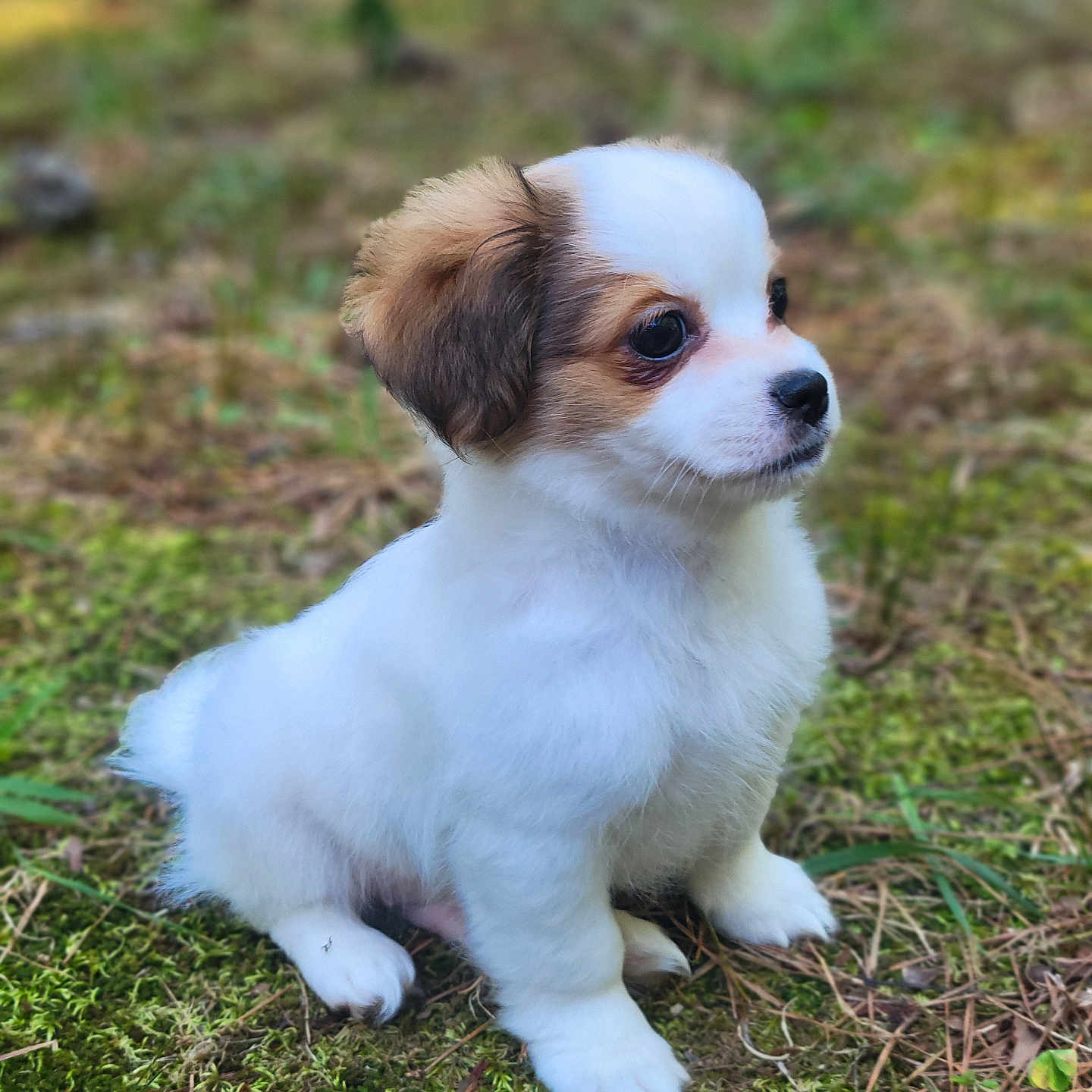 Phineas Theodore joined the competition — help win amazing prizes! animal, background_blur, brown, cute, dog, eyes, fluffy, forest_floor, fur, moss, nature, nose, outdoor, pet, puppy, sitting, small, soft_light, white, young