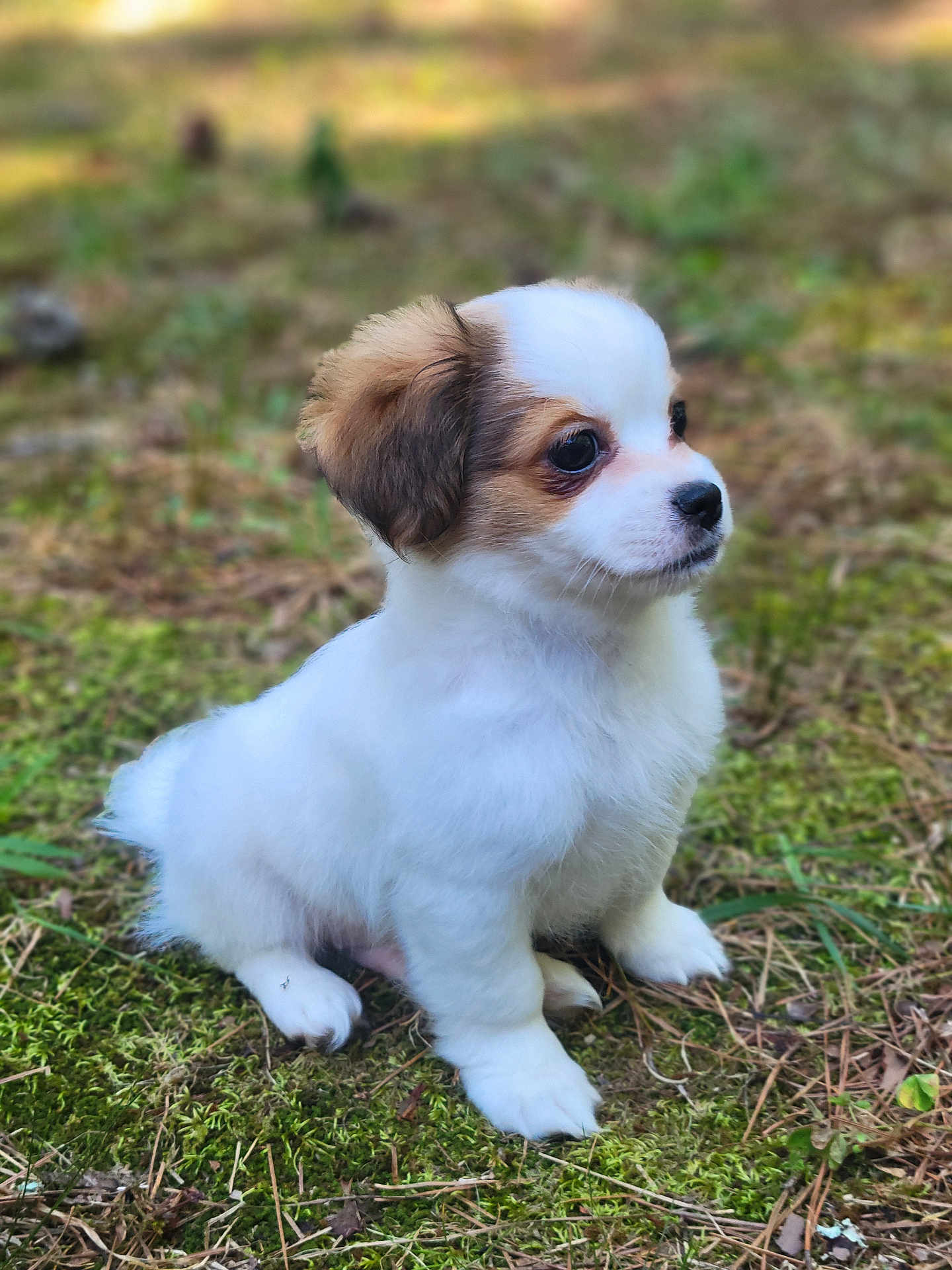 Phineas Theodore joined the competition — help win amazing prizes! puppy, dog, animal, outdoor, moss, forest_floor, young, cute, fluffy, small, nature, pet, sitting, fur, white, brown, eyes, nose, soft_light, background_blur