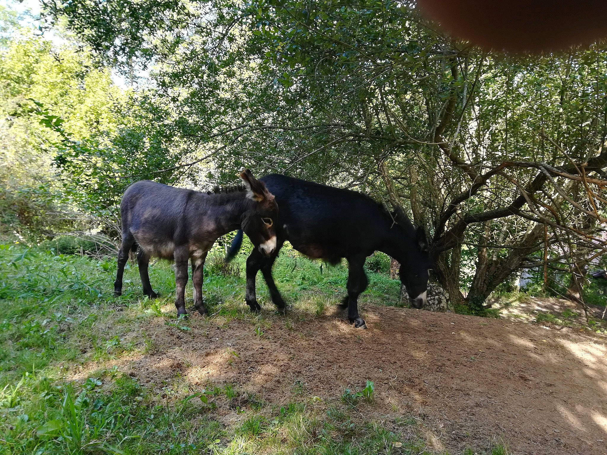 Basile participe au concours pour gagner de l'argent avec cette photo : grazing, horse, landscape, livestock, mammal, mare, pack_animal, pasture, plant, rural_area, tree, vertebrate, wildlife, working_animal