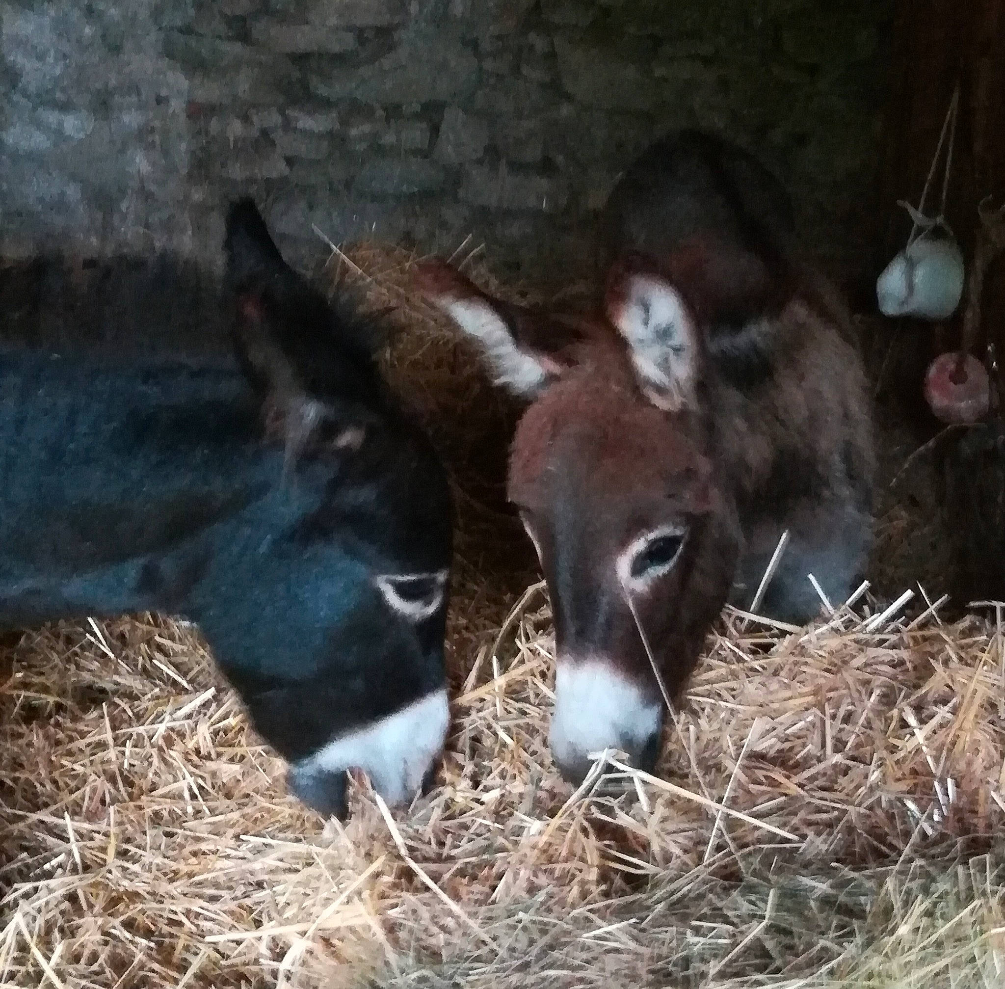 Basile a rejoint le concours — aidez-le/la à gagner de superbes lots ! burro, calf, colt, foal, hay, horse, livestock, mammal, pack_animal, snout, terrestrial_animal, vertebrate, working_animal