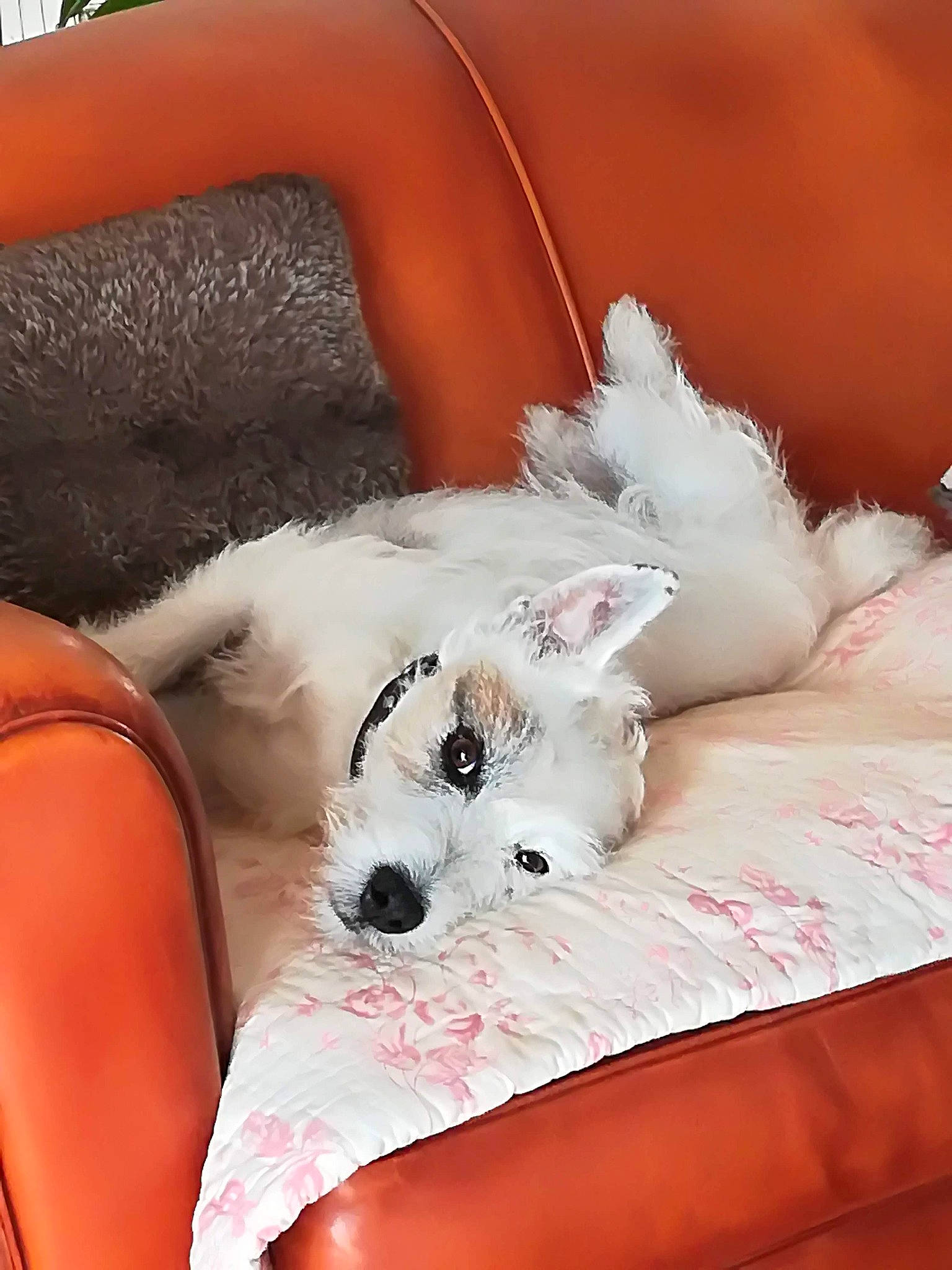 Henry participe au concours pour gagner de l'argent avec cette photo : bichon, canidae, carnivore, companion_dog, dog, dog_breed, maltese, mammal, miniature_schnauzer, non_sporting_group, puppy, puppy_love, schnauzer, schnoodle, sealyham_terrier, small_terrier, terrier, toy_dog, west_highland_white_terrier