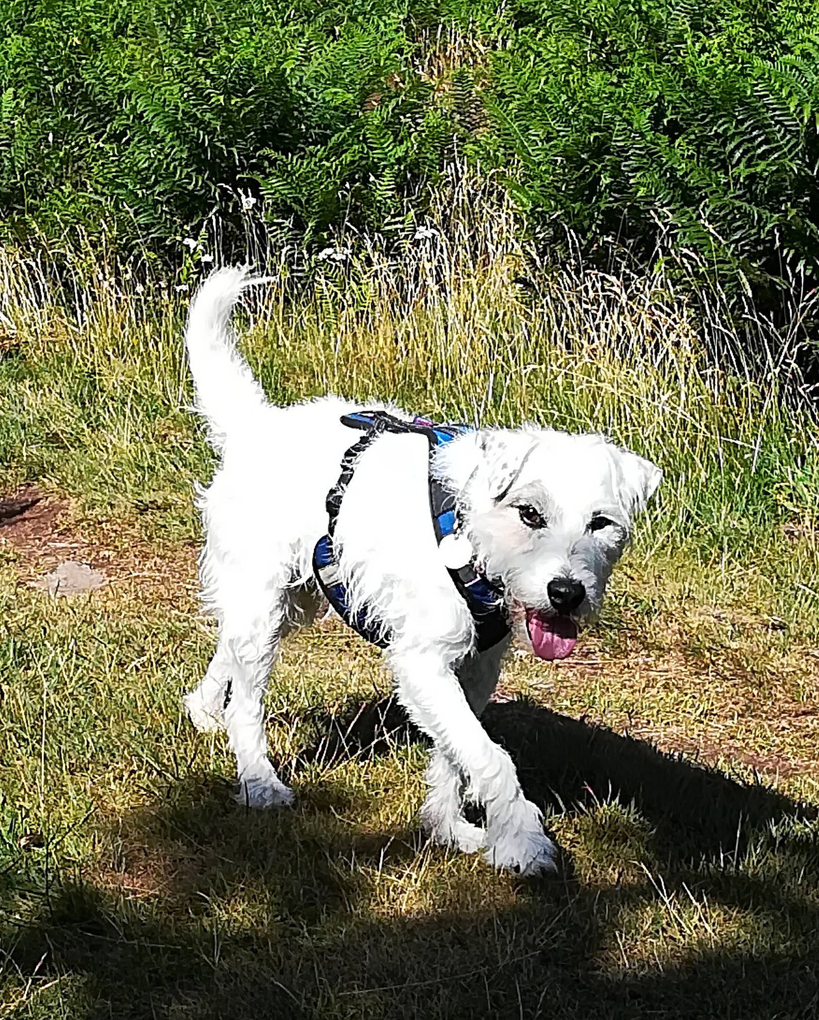 Henry participe au concours pour gagner de l'argent avec cette photo : adventure, canidae, carnivore, companion_dog, dog, dog_breed, mammal, puppy, snout, sporting_group, tail, vertebrate