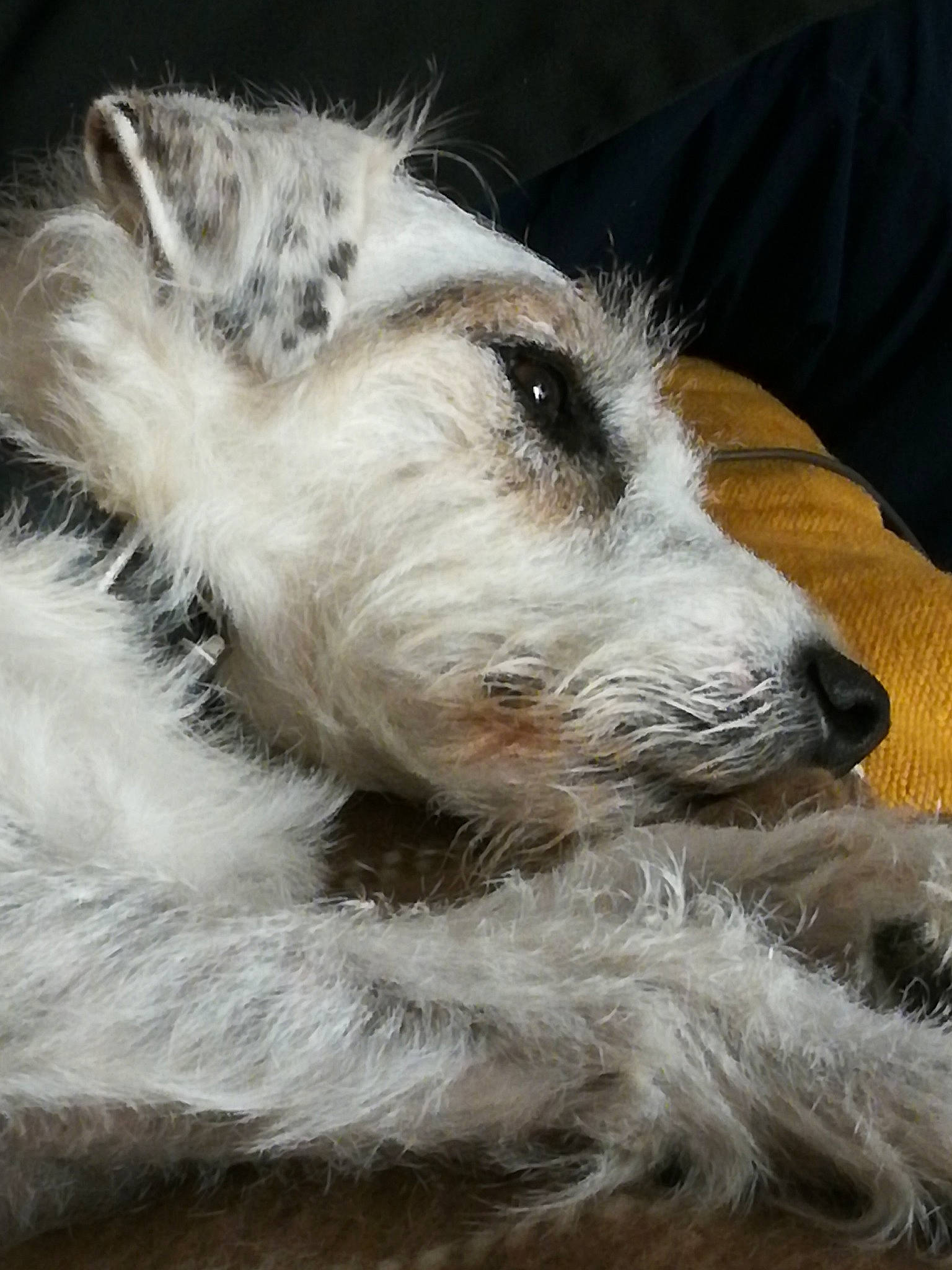 Henry a rejoint le concours — aidez-le/la à gagner de superbes lots ! borzoi, canidae, carnivore, companion_dog, dog, dog_breed, fox_terrier, fur, grand_basset_griffon_vendeen, irish_wolfhound, lurcher, mammal, parson_russell_terrier, puppy, scottish_deerhound, silken_windhound, snout, terrier, vertebrate, wire_hair_fox_terrier