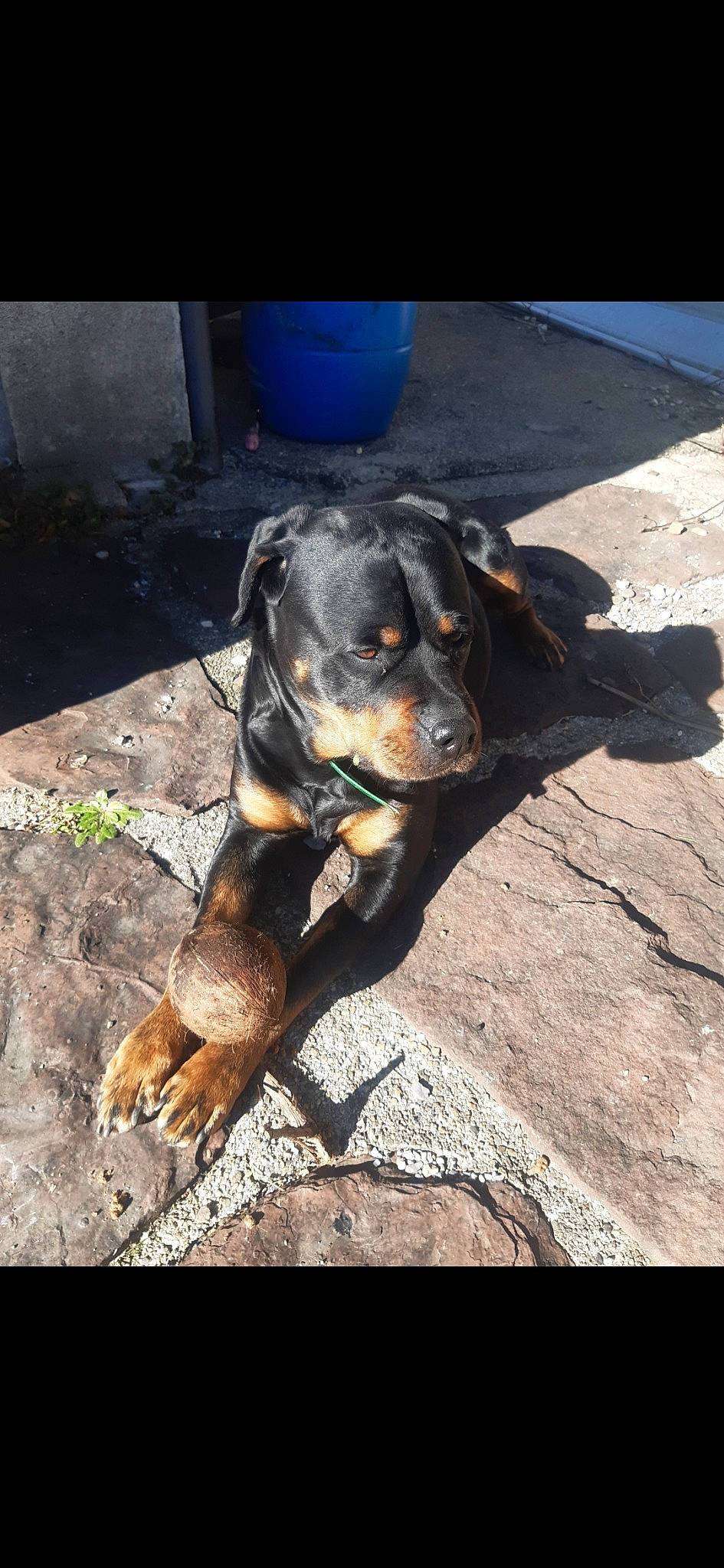 Canaille a rejoint le concours — aidez-le/la à gagner de superbes lots ! asphalt, canidae, carnivore, companion_dog, dog, dog_breed, fender, guard_dog, hound, hunting_dog, lithuanian_hound, metal, montenegrin_mountain_hound, road_surface, snout, sporting_group, tar, terrestrial_animal, working_animal, working_dog