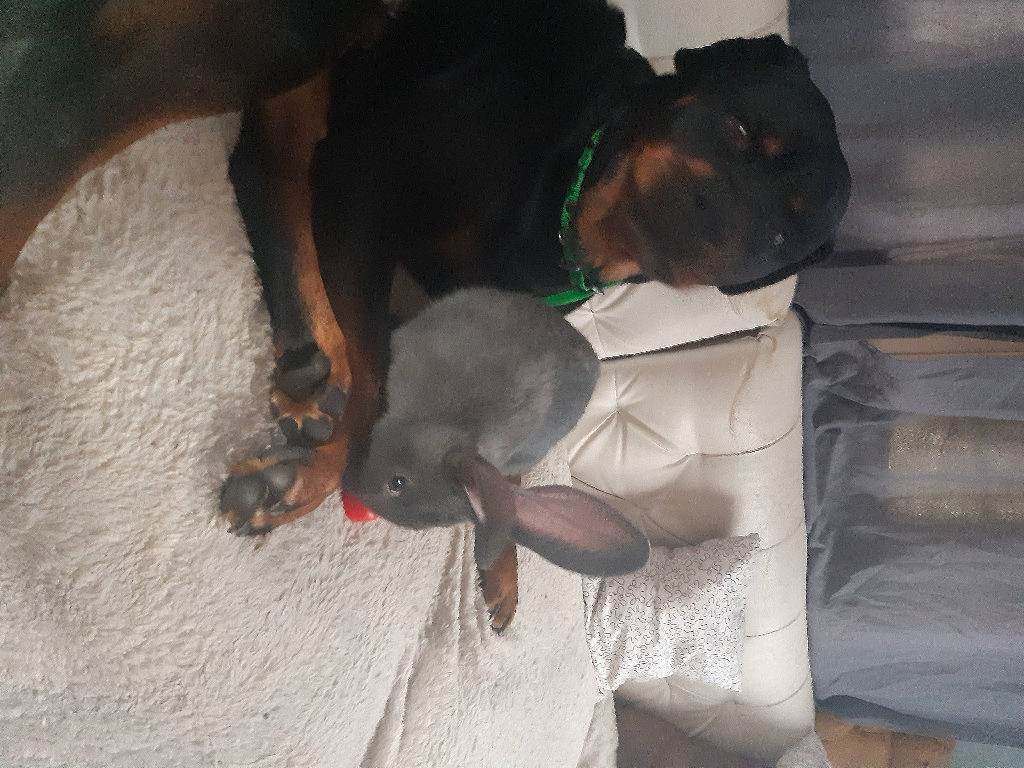 Canaille a rejoint le concours — aidez-le/la à gagner de superbes lots ! canidae, carnivore, collar, comfort, companion_dog, dog, dog_breed, ear, elbow, fawn, flooring, fun, guard_dog, liver, pet_supply, snout, sporting_group, tail, working_animal, working_dog