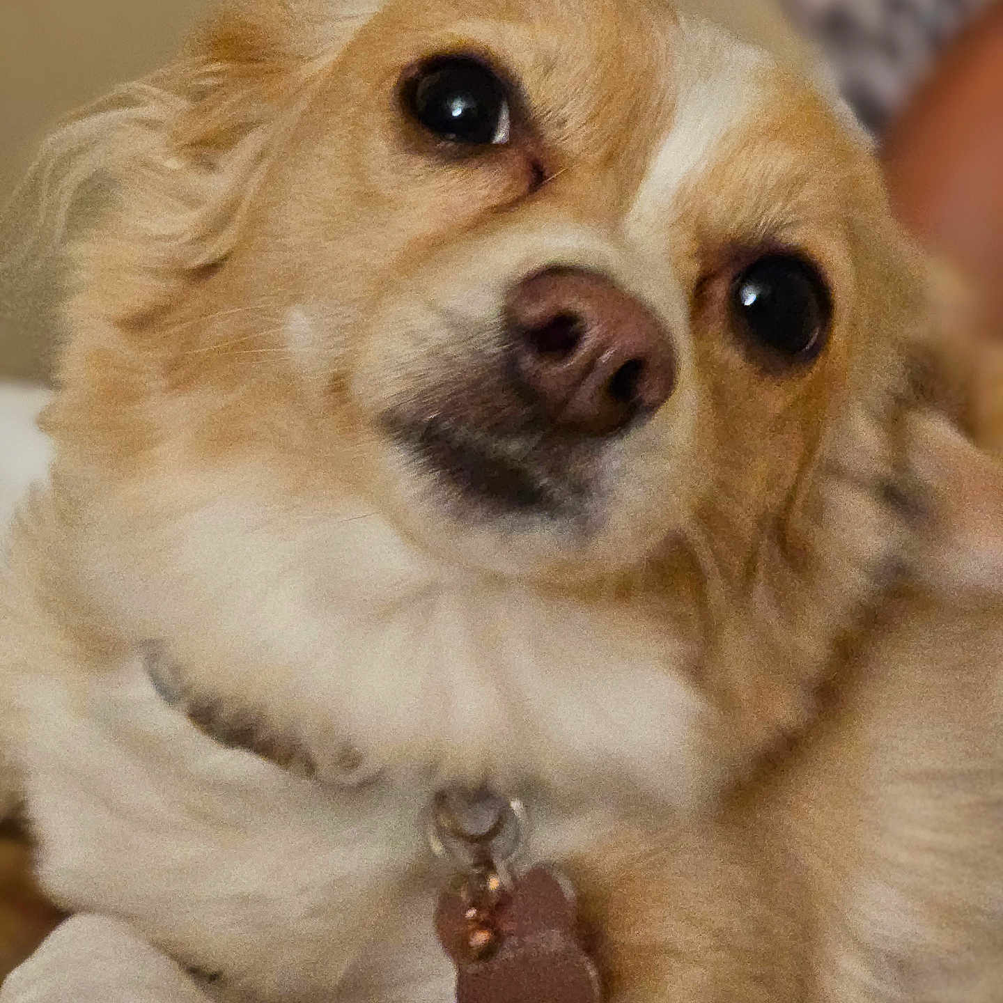 Lady is registered to the contest to win money with this photo: accessories, animal, bodypart, canine, chihuahua, cockerspaniel, dog, eskimodog, goldenretriever, hound, jewelry, mouth, necklace, papillon, person, pet, poodle, puppy, strap, terrier