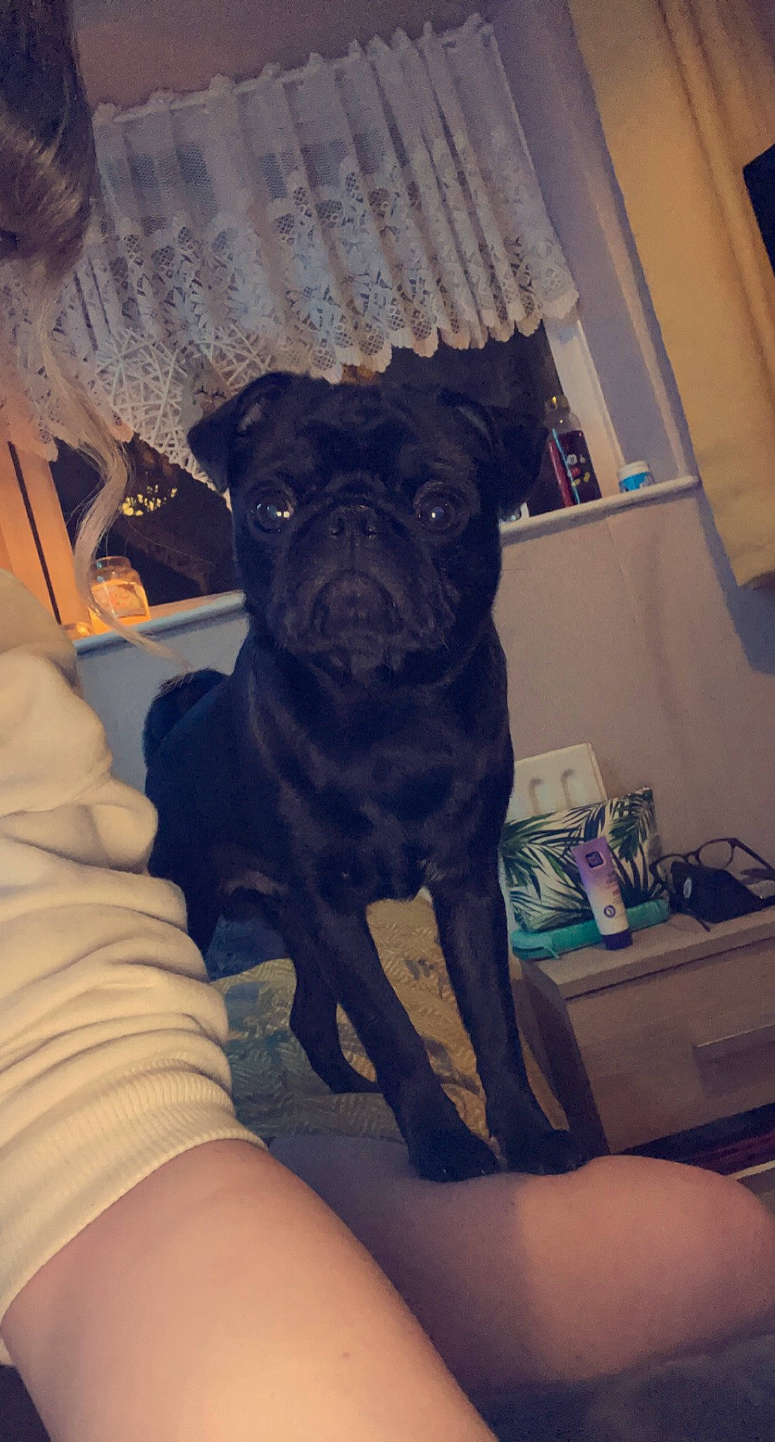 Billy is registered to the contest to win money with this photo: box, canidae, carnivore, companion_dog, curtain, dog, dog_breed, fawn, guard_dog, non_sporting_group, pug, puppy, skin, snout, sporting_group, thigh, toy_dog, working_animal, working_dog, wrinkle