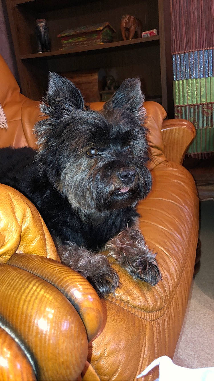 Charly a rejoint le concours — aidez-le/la à gagner de superbes lots ! bookcase, canidae, carnivore, comfort, companion_dog, dog, dog_breed, dog_supply, fawn, fur, liver, shelf, small_terrier, snout, sporting_group, terrestrial_animal, terrier, toy_dog, whiskers, working_animal