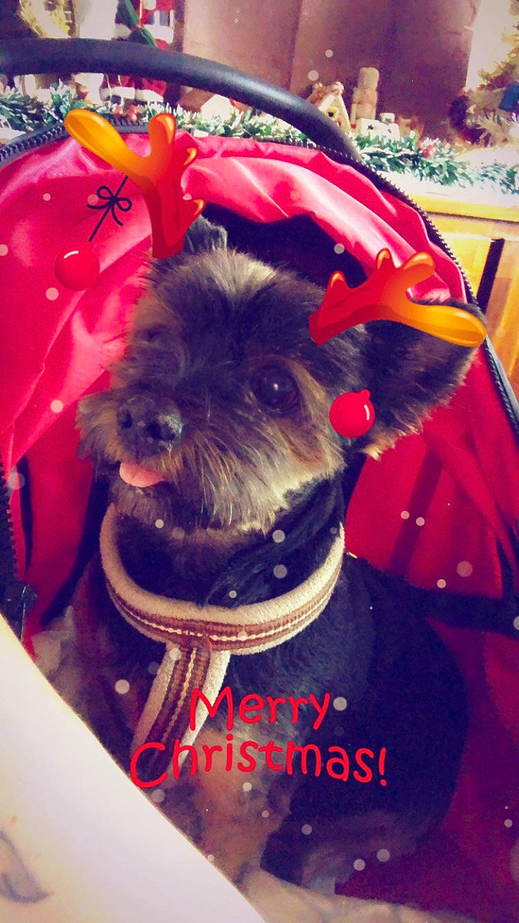 Charly participe au concours pour gagner de l'argent avec cette photo : canidae, carnivore, collar, companion_dog, dog, dog_breed, dog_clothes, dog_collar, dog_supply, fur, holiday, schnauzer, small_terrier, snout, sporting_group, standard_schnauzer, terrier, toy, toy_dog, working_animal