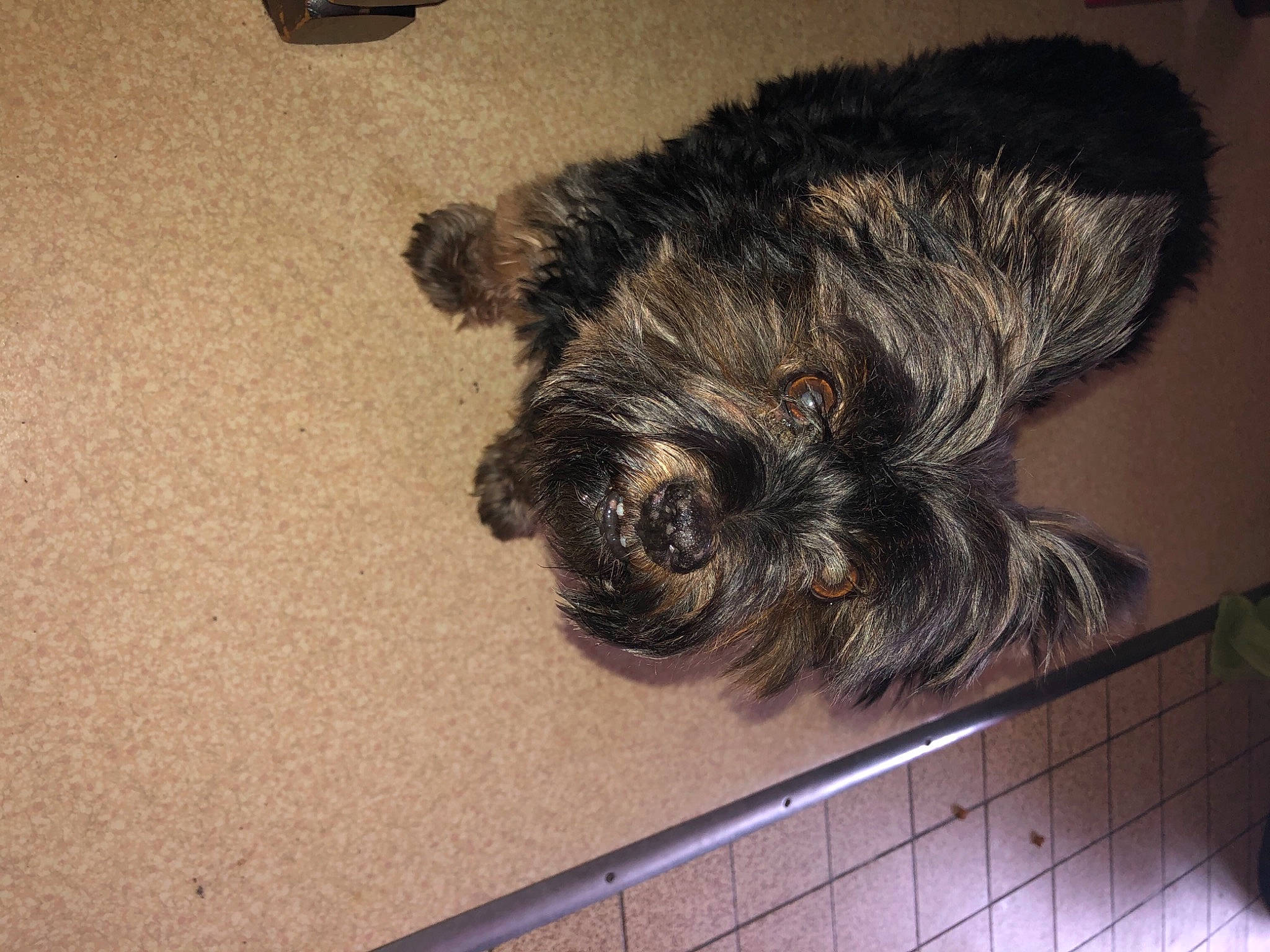 Charly participe au concours pour gagner de l'argent avec cette photo : canidae, carnivore, claw, companion_dog, dog, dog_breed, felidae, flooring, fur, paw, small_terrier, small_to_medium_sized_cats, snout, sporting_group, tail, terrestrial_animal, terrier, toy_dog, whiskers, yorkipoo