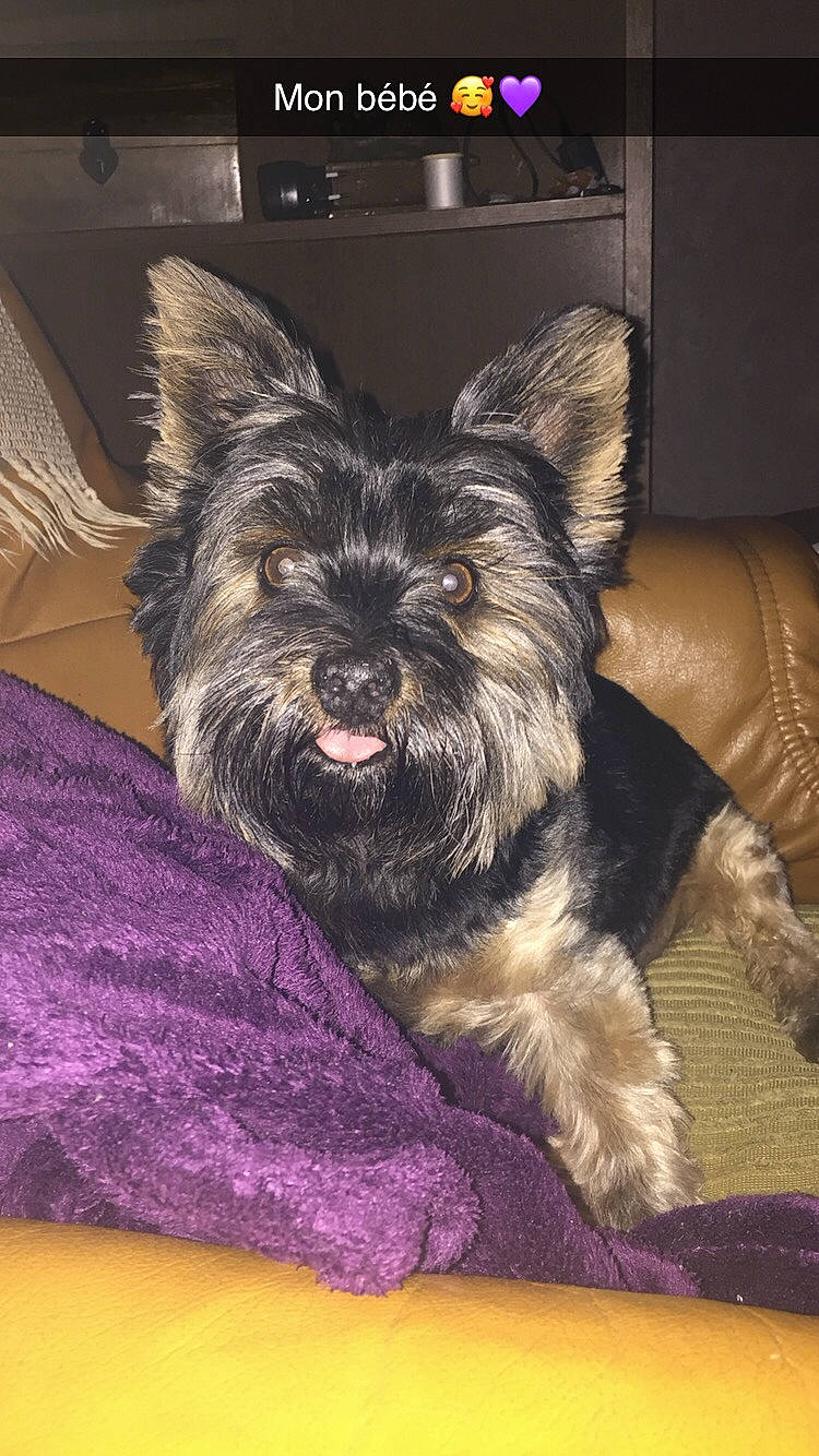 Charly a rejoint le concours — aidez-le/la à gagner de superbes lots ! canidae, carnivore, comfort, companion_dog, dog, dog_breed, dog_supply, ear, fawn, fur, liver, mammal, small_terrier, snout, sporting_group, terrestrial_animal, terrier, toy_dog, whiskers, working_animal