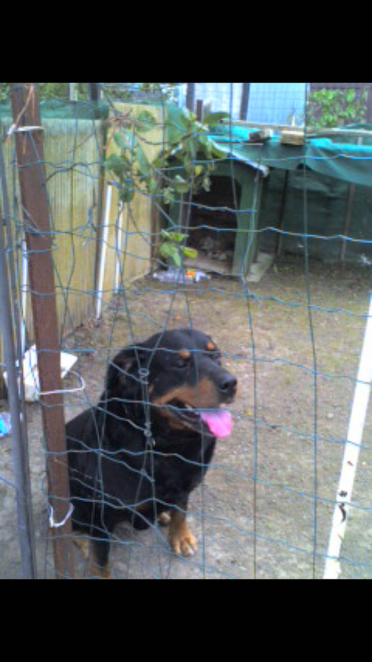 Max a rejoint le concours — aidez-le/la à gagner de superbes lots ! animal_shelter, canidae, carnivore, chair, collar, companion_dog, dog, dog_breed, dog_supply, fur, guard_dog, hunting_dog, metal, pet_supply, plant, snout, sporting_group, terrestrial_animal, working_animal, working_dog