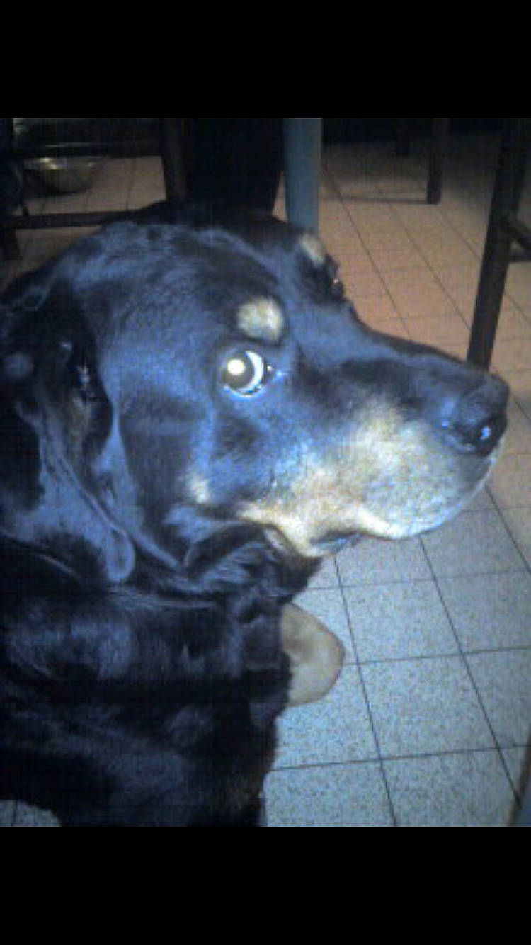 Max a rejoint le concours — aidez-le/la à gagner de superbes lots ! borador, canidae, carnivore, companion_dog, dog, dog_breed, ear, electric_blue, flooring, fur, hunting_dog, jaw, retriever, snout, sporting_group, terrestrial_animal, tints_and_shades, whiskers, working_animal, working_dog