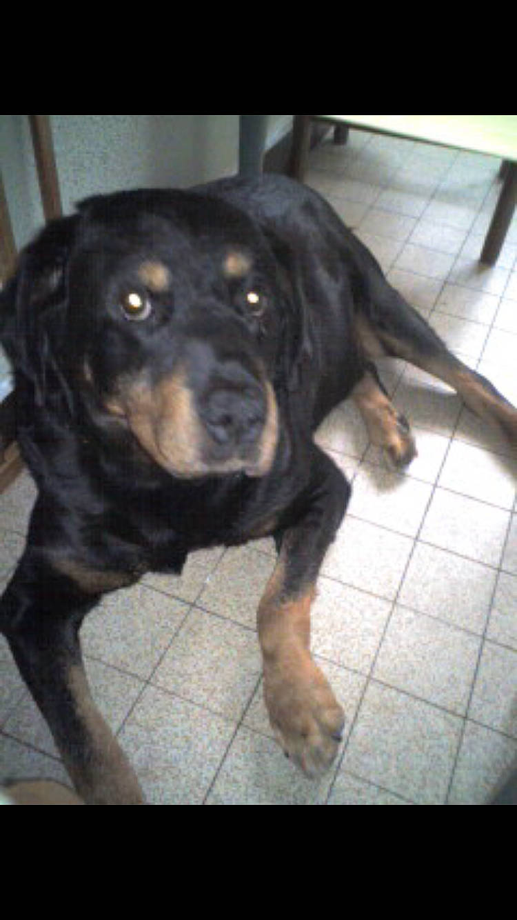 Max participe au concours pour gagner de l'argent avec cette photo : borador, canidae, carnivore, companion_dog, dog, dog_breed, fawn, flooring, fur, guard_dog, hunting_dog, liver, terrestrial_animal, working_animal, working_dog